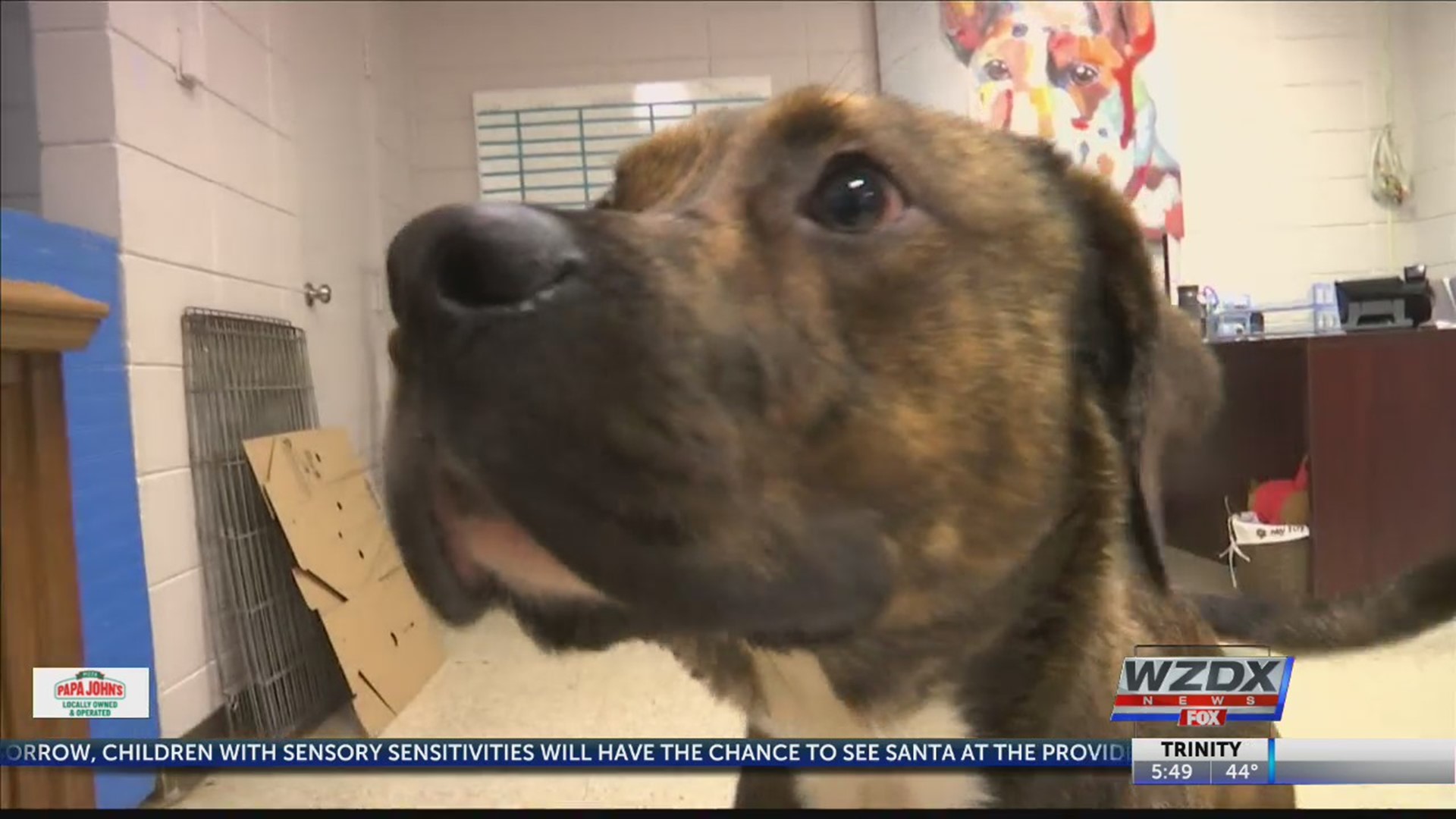 Hunter is new at the Greater Huntsville Humane Society and needs a home for the holidays.