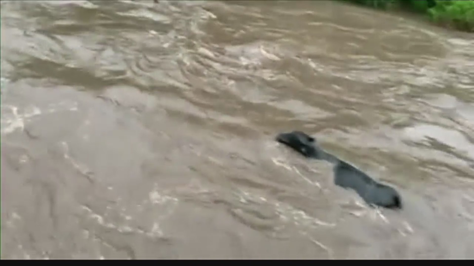 Flash flooding in Minnesota forces a heard of cows downstream, the high water sweeping them away from a farm.