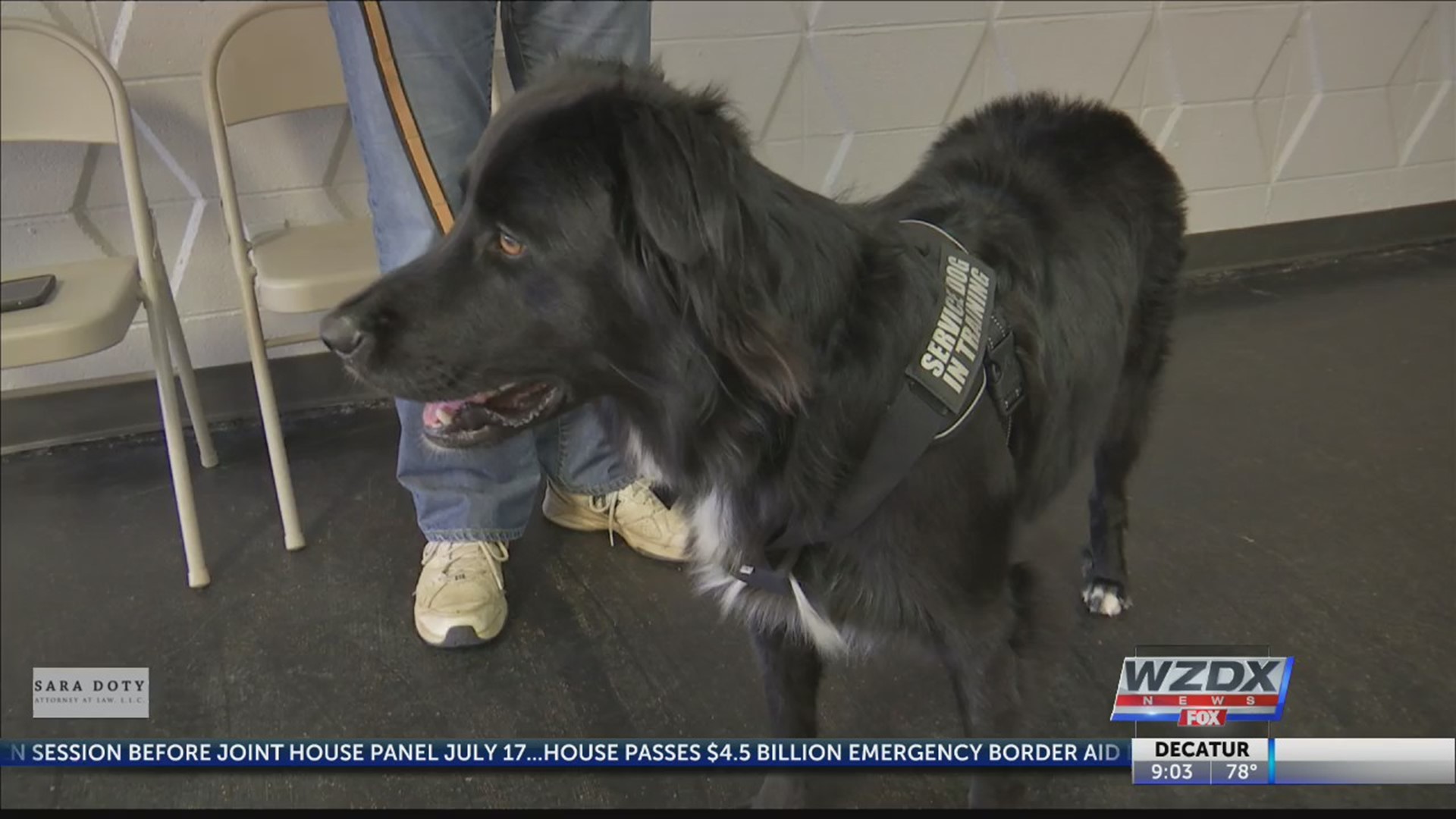 A local non-profit is providing free service dog training to Huntsville military veterans struggling with PTSD.