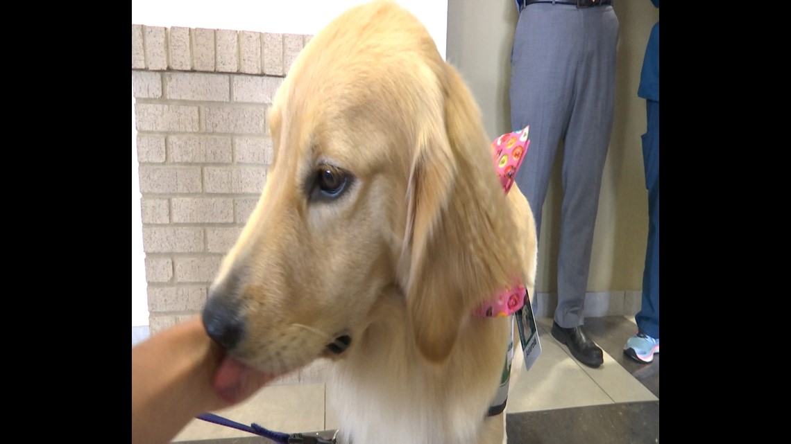 Health Care S Fluffy Future Huntsville Hospital Introduces Alabama S First Facility Dog Rocketcitynow Com