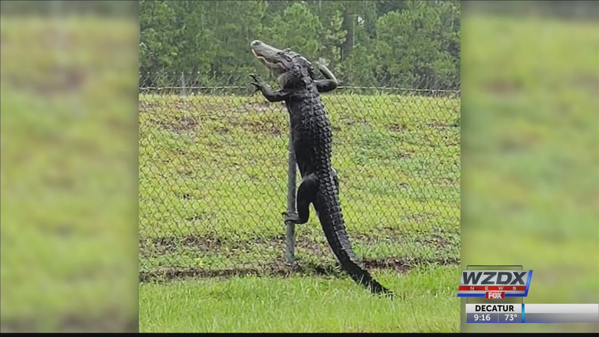 Apparently, Alligators can climb fences!