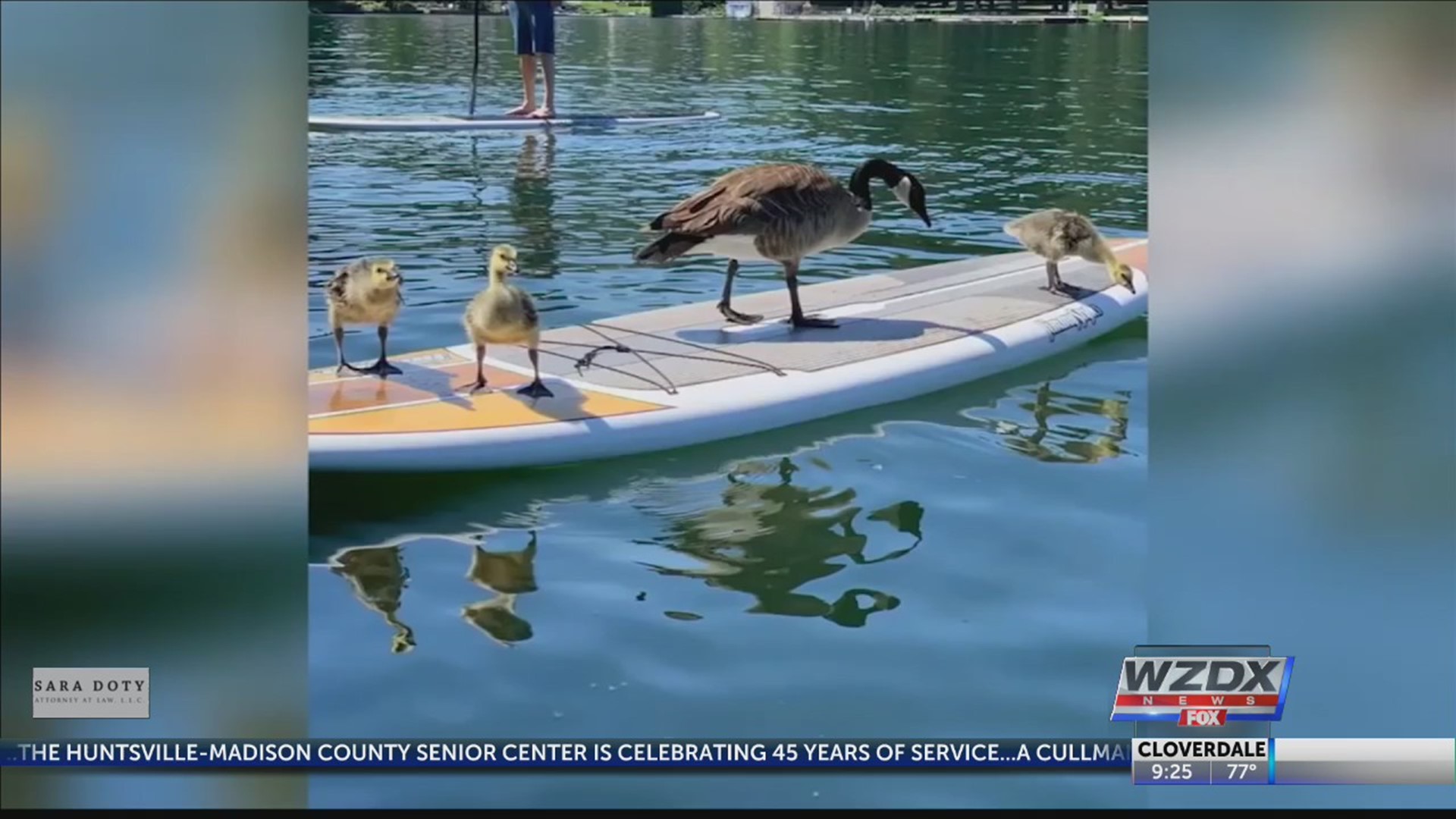 An Oregon man rescues a gosling, and that's now turned into a family of geese.