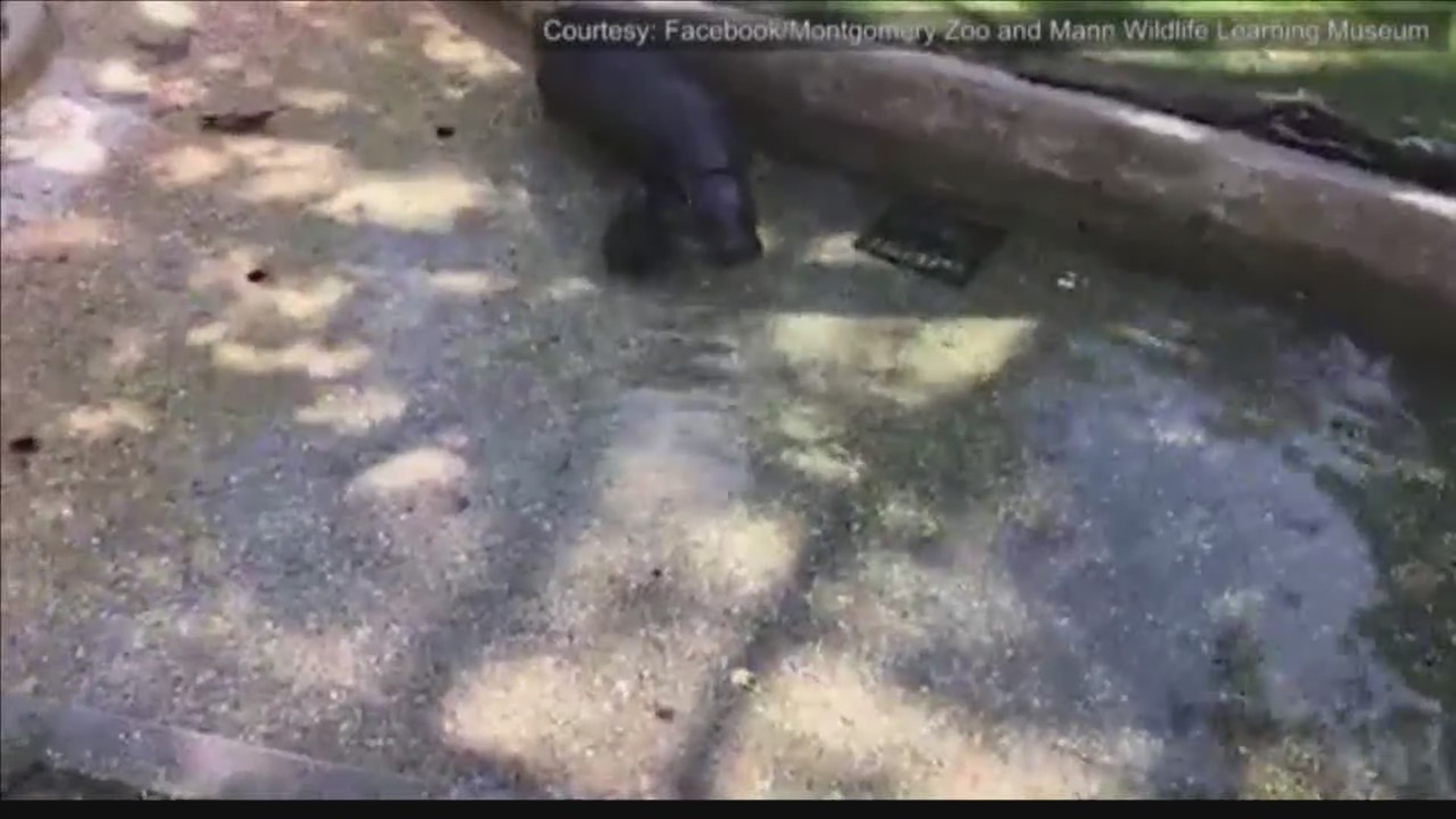 A pygmy hippopotamus has been born at the Montgomery Zoo.