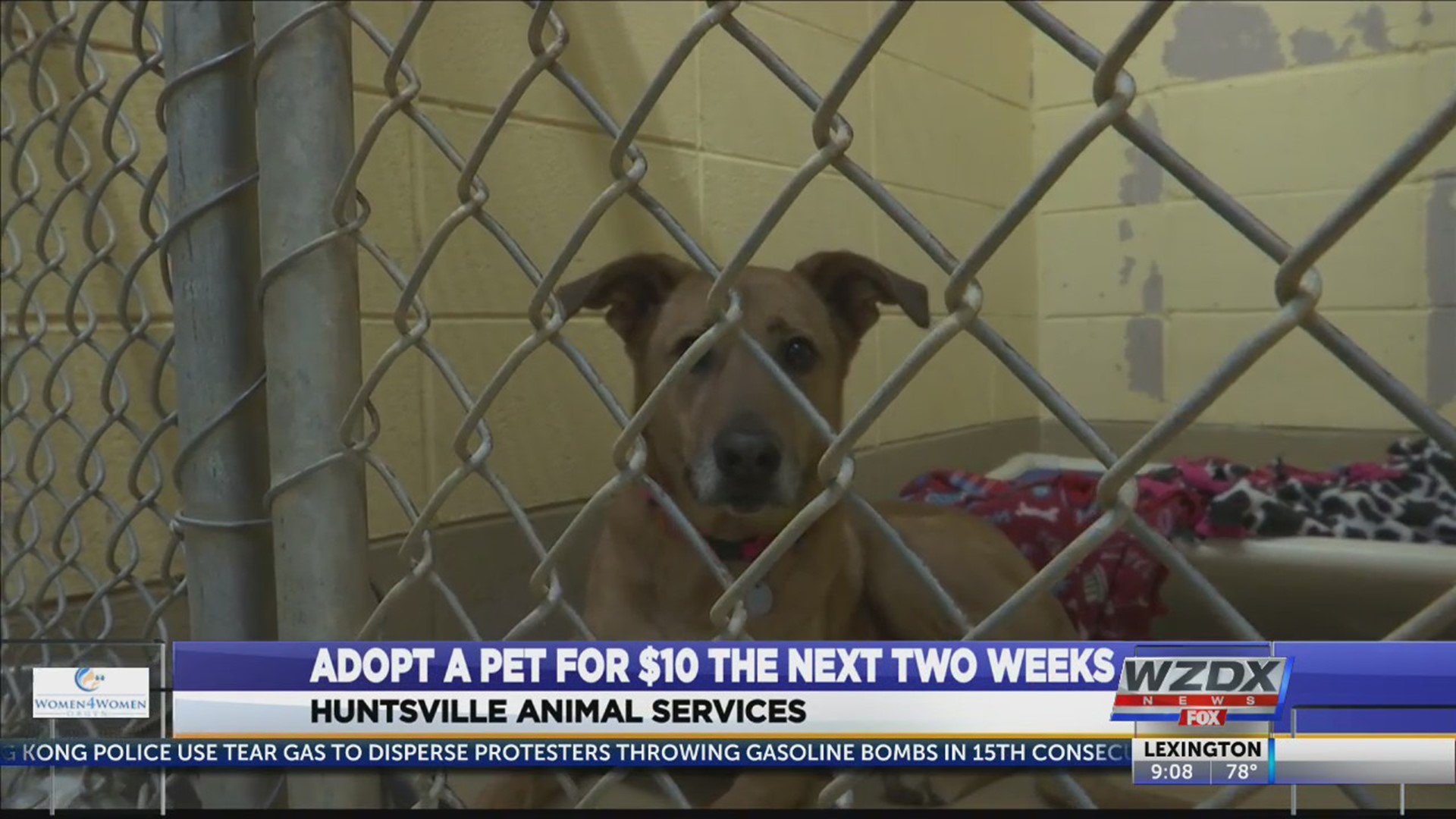 A new four-legged friend could be waiting for you at Huntsville Animals Services, and they have an extra sweet adoption special starting Monday.