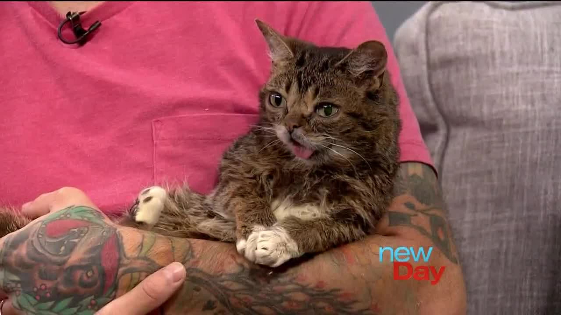 Internet cat celebrity Lil Bub has died, according to her owner Mike  Bridavsky. Lil Bub's "dude" posted tribute to the lovable cat on her official Instagram account.