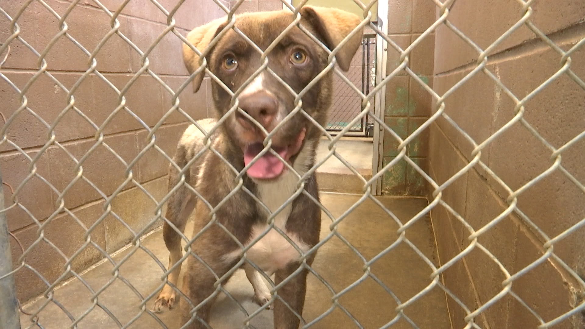 Donations pour in to Colbert County Animal Shelter after losing biggest ...