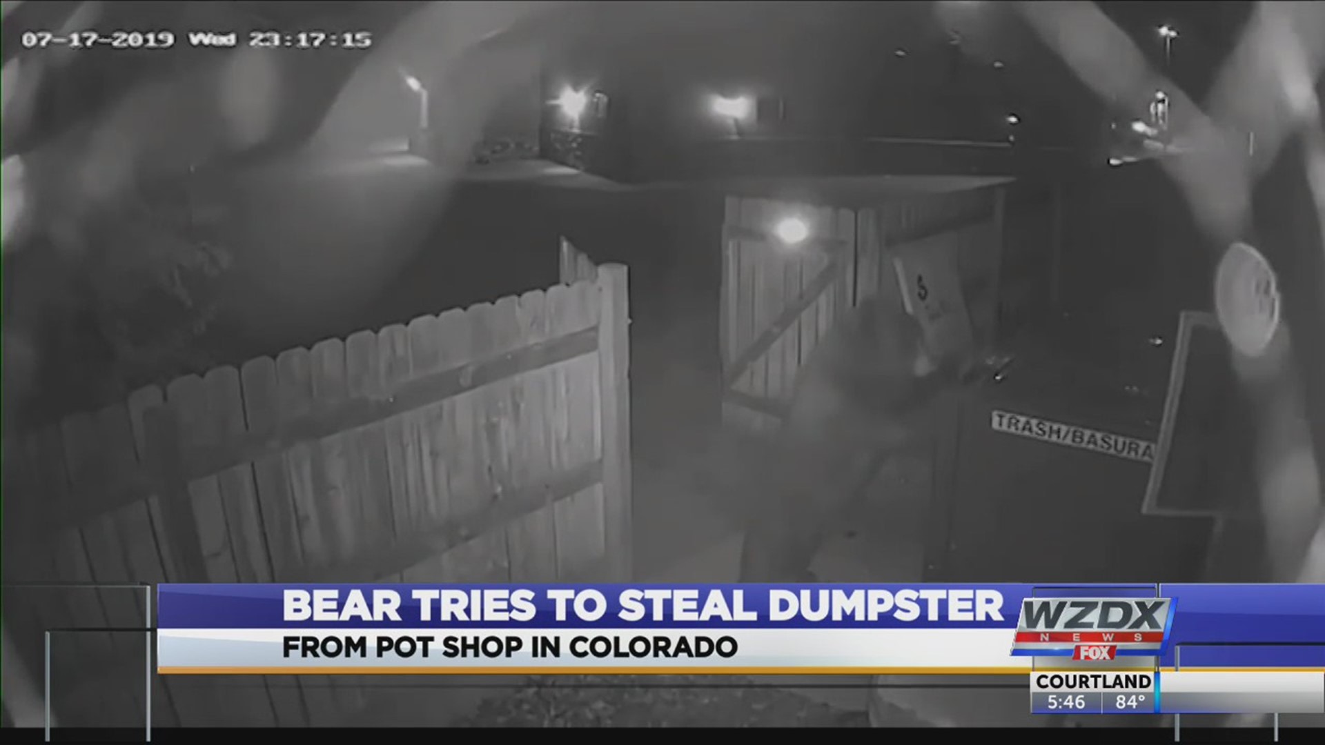 A bear entered the trash area behind a marijuana dispensary in Colorado and discovers a holy grail of temptation... a trash dumpster.