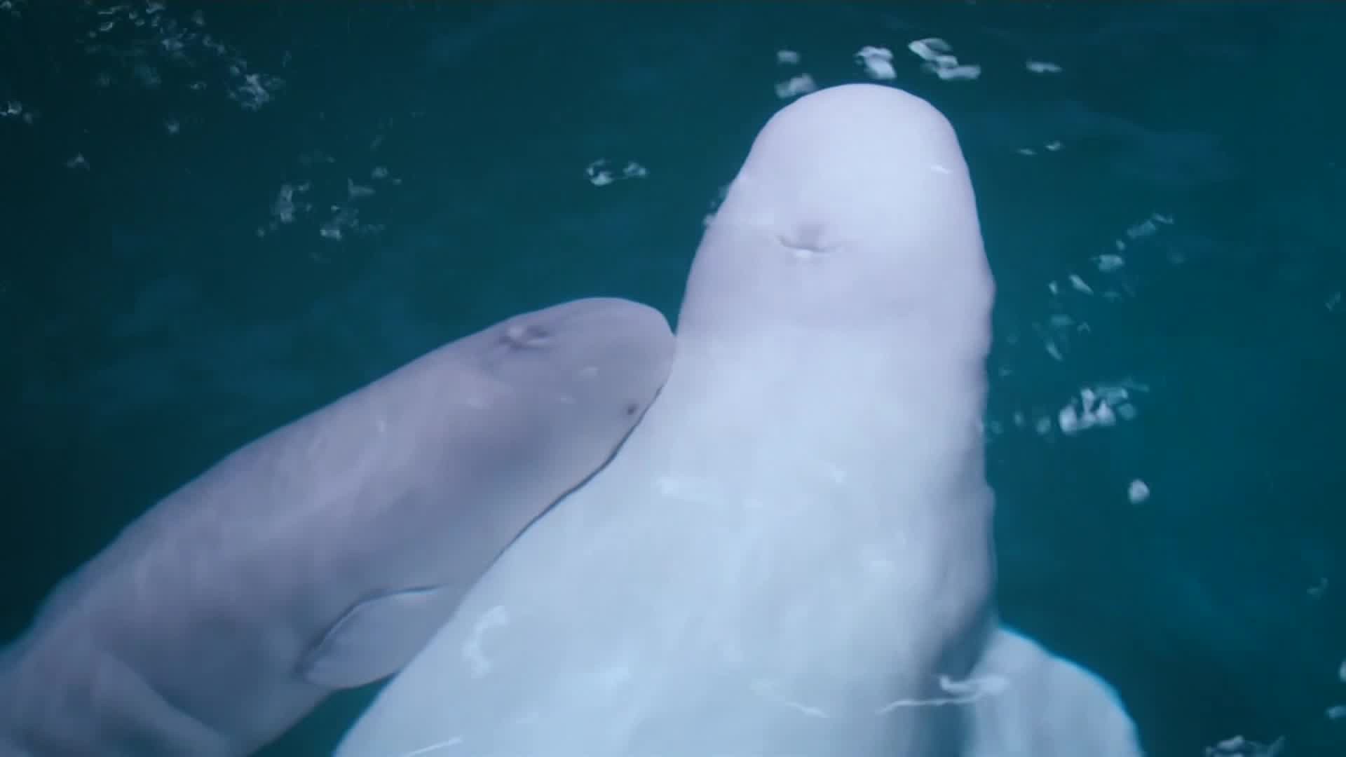 A Beluga whale has given birth to a calf at Chicago’s Shedd Aquarium.