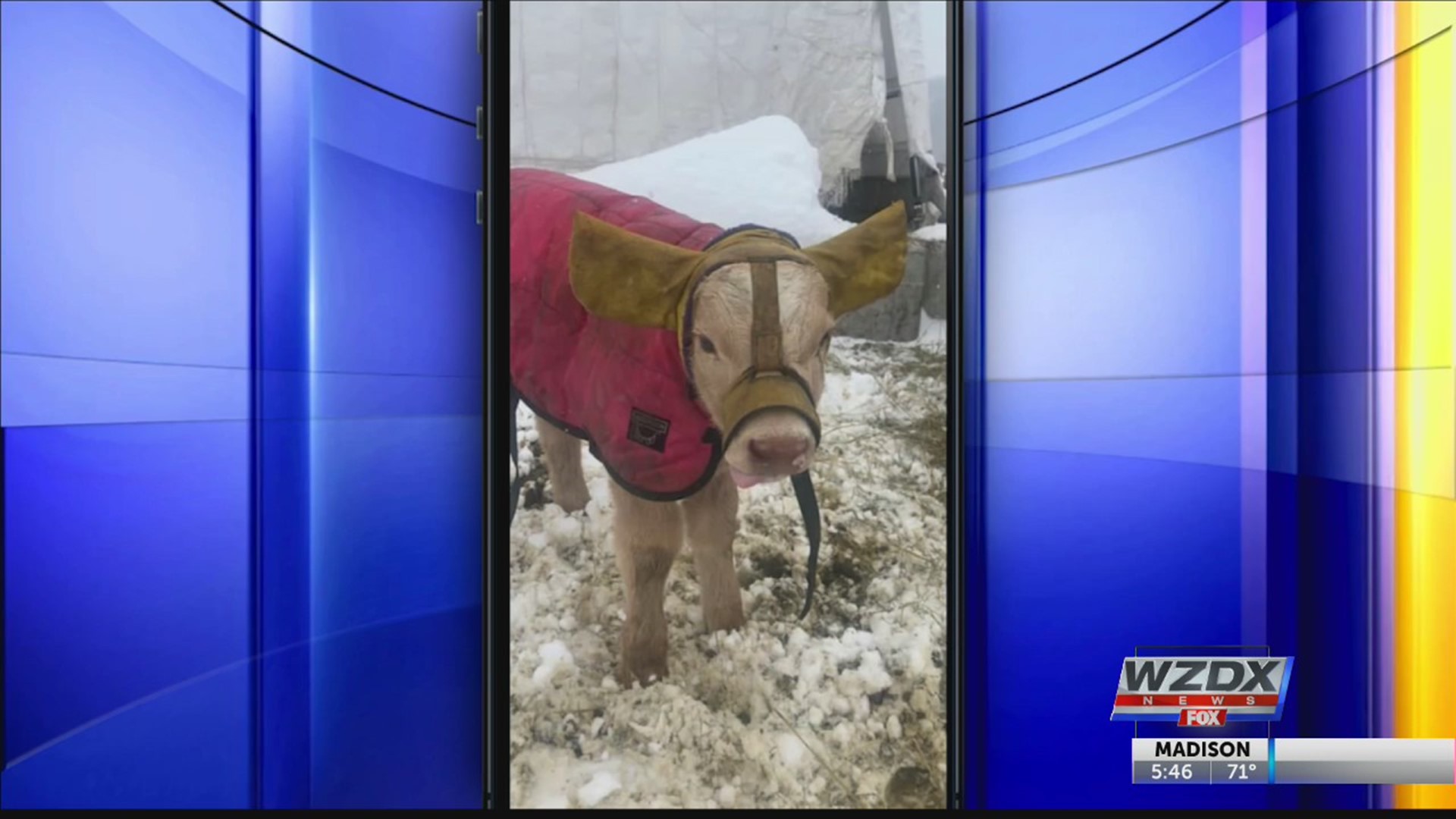 Farmers use Wisconsin-crafted ear muffs to protect calves from cold -  Superior Telegram