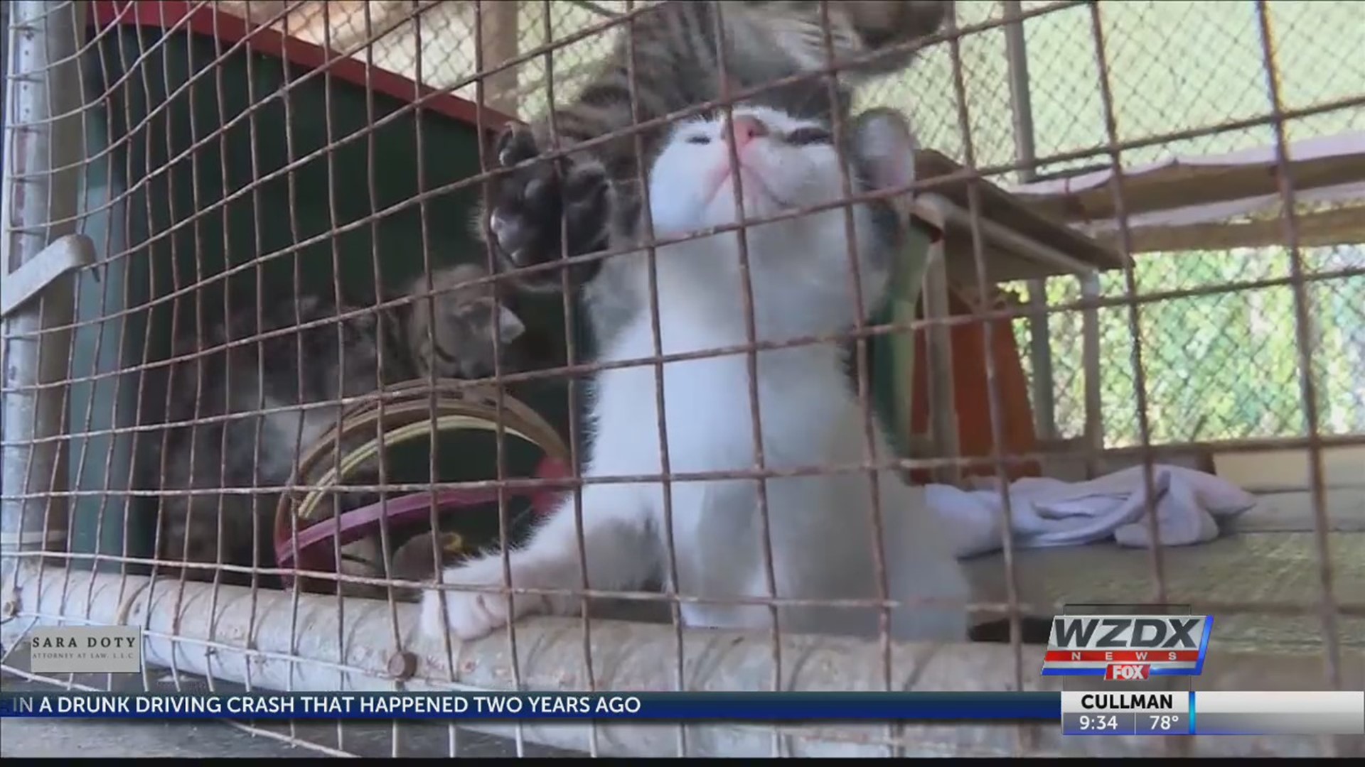 Ohio nokill shelter takes in surviving Dothan shelter cats