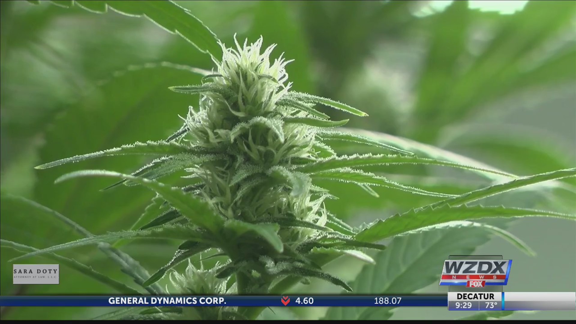 Alabama Marijuana Commission Divided On Medical Recreational Use 