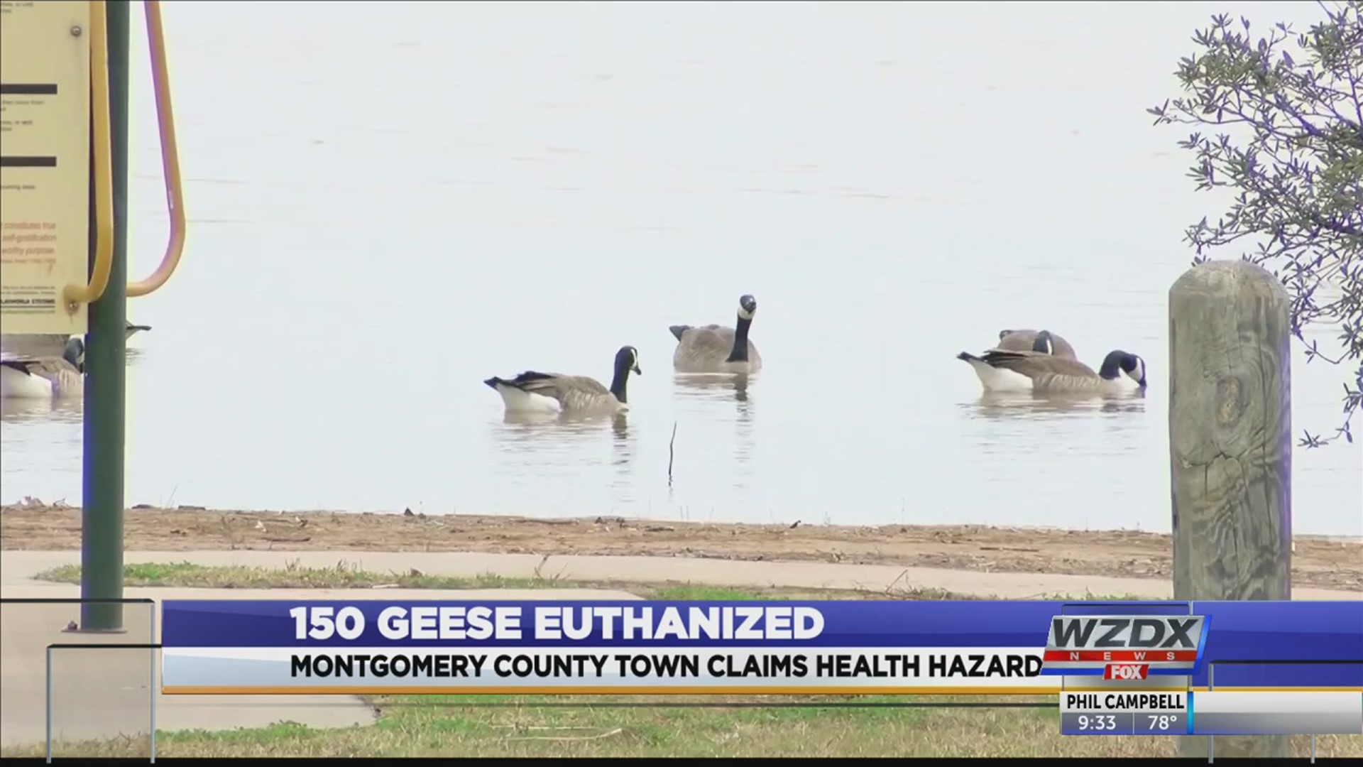 A preponderance of poo ended with the deaths of 150 geese.