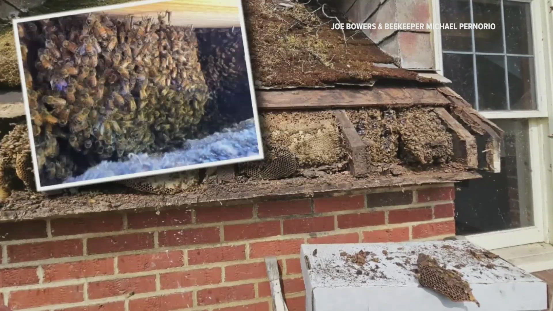 What's the buzz? More than 300,000 bees in a Washington home ...