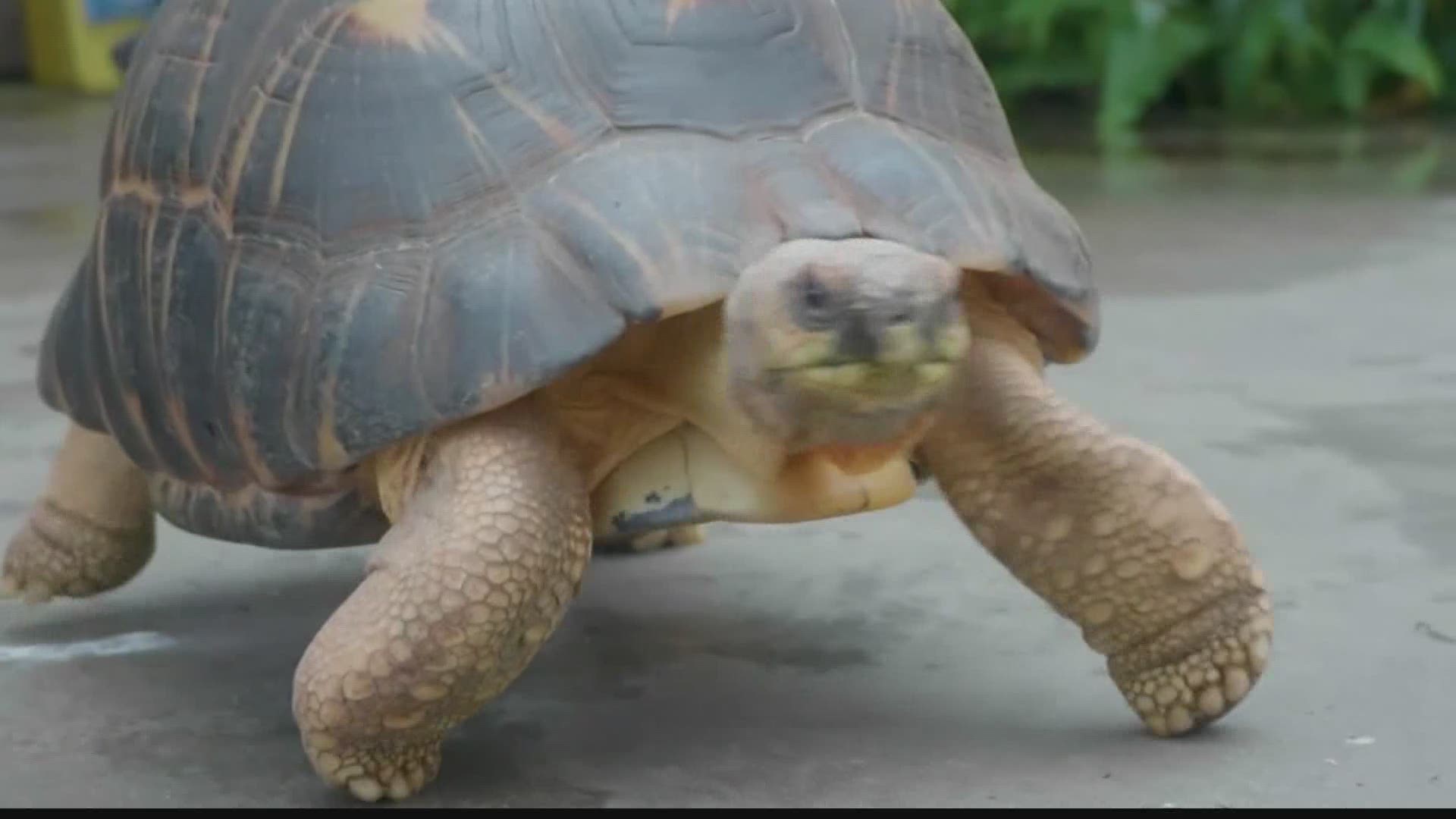 You've seen puppies, you've seen penguins, but what about tortoises strolling through the aquarium?