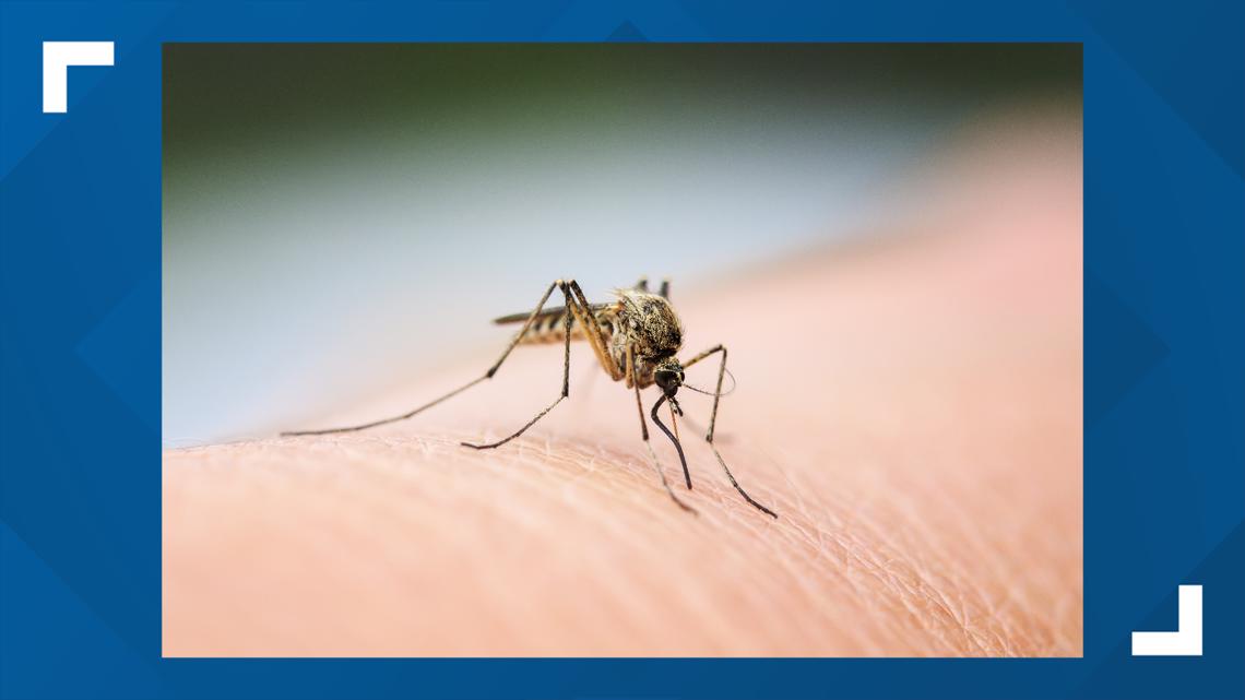 Mosquito Days Rising in a Year