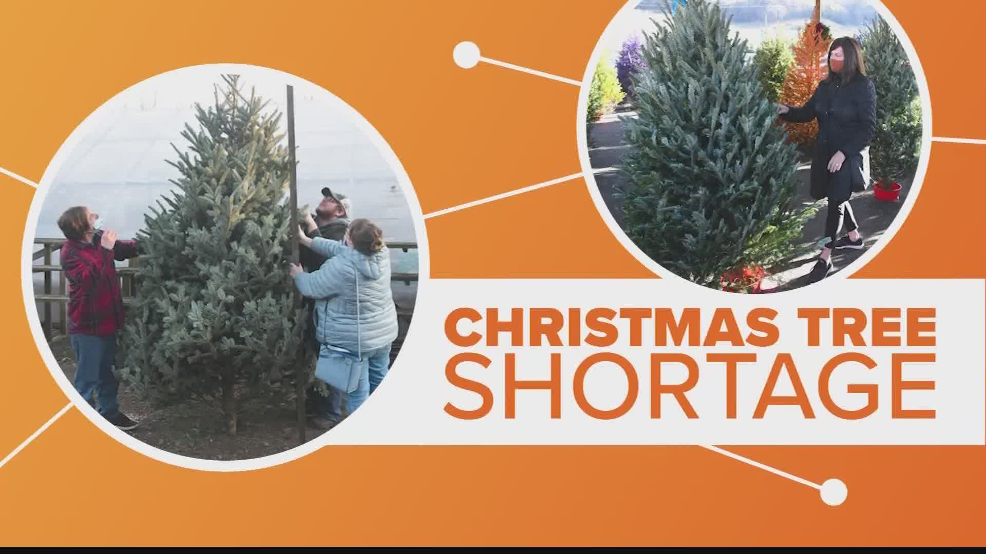 Money, weather, COVID...all of these are factors in the 2020 Christmas tree shortage.