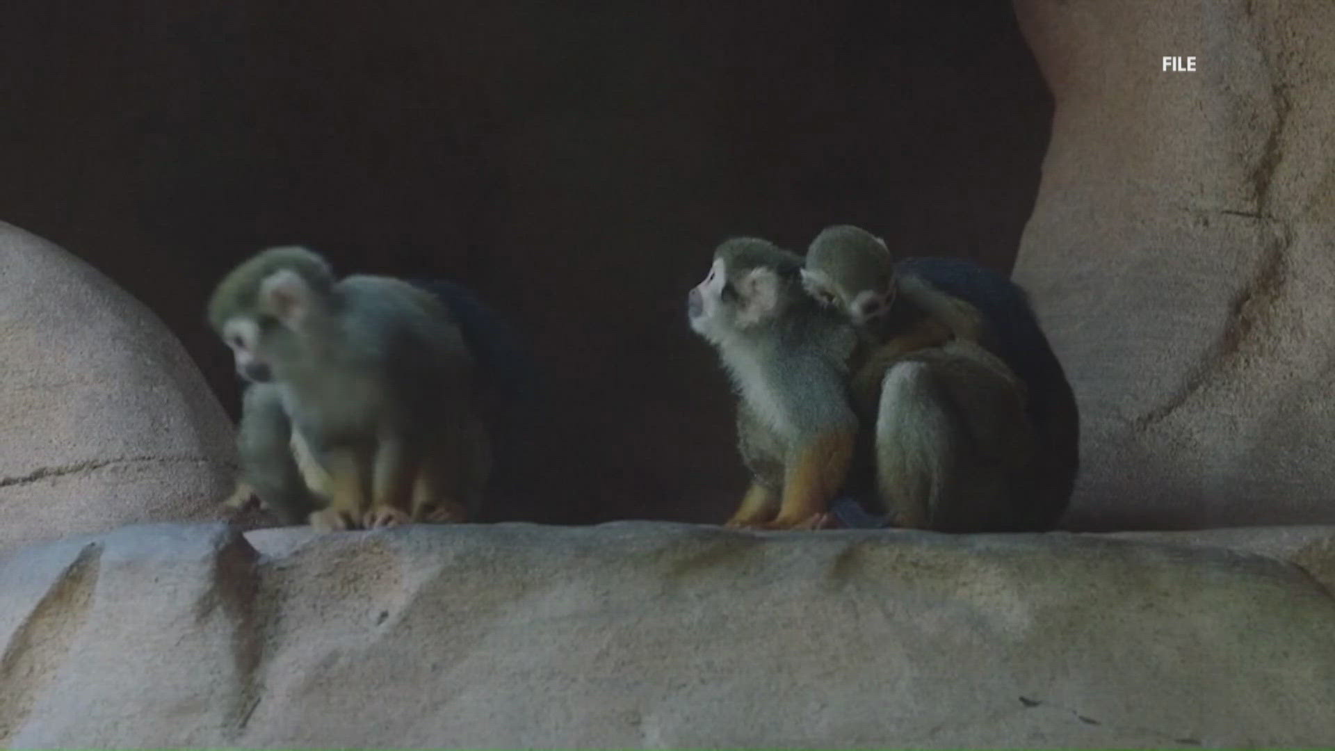 Funding is still needed for there to be a chance for the zoo to open. 