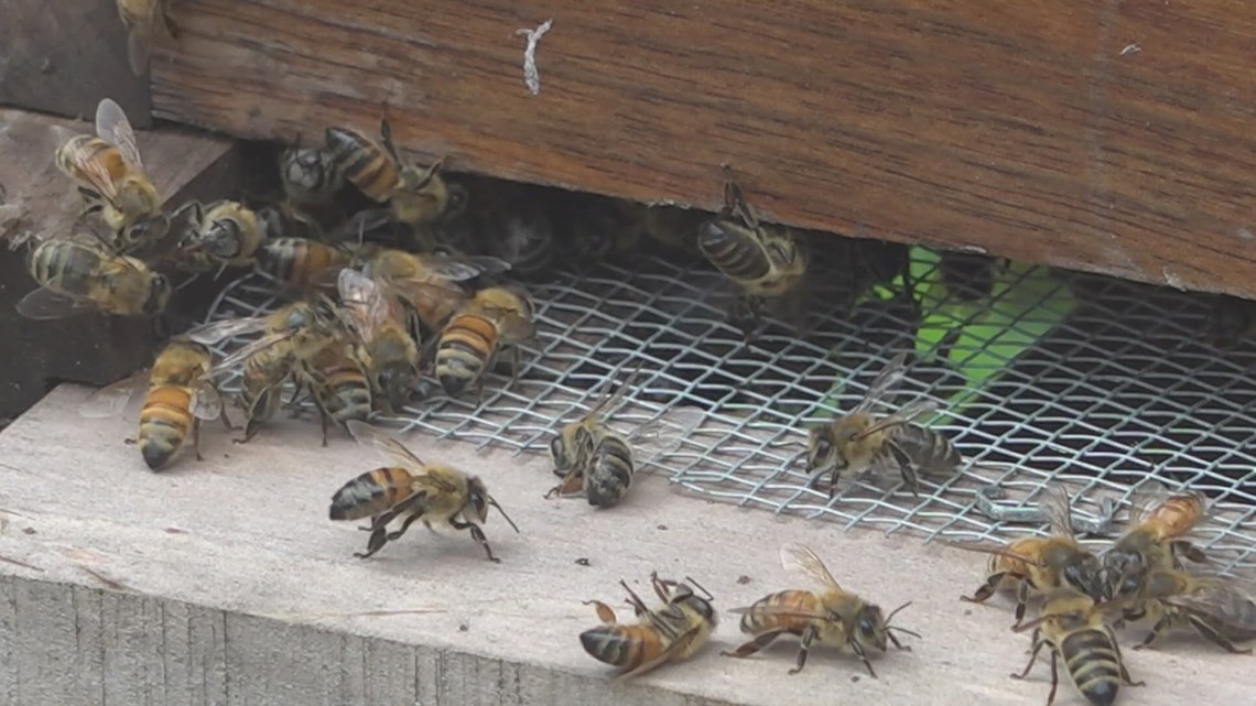 What to do when a bee swarm appears near your home | rocketcitynow.com