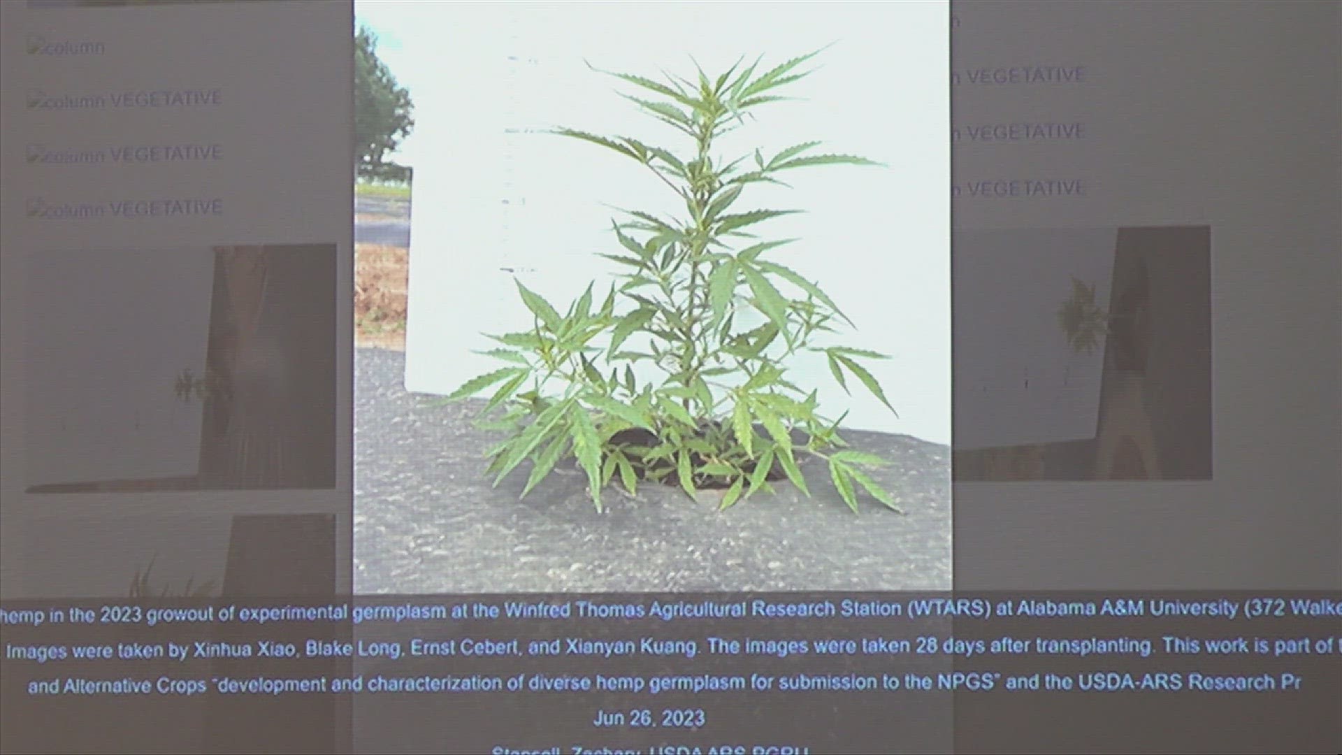 As part of Alabama A&M's hemp cultivation program, public information meetings help educate the public on the plant and its intended uses.