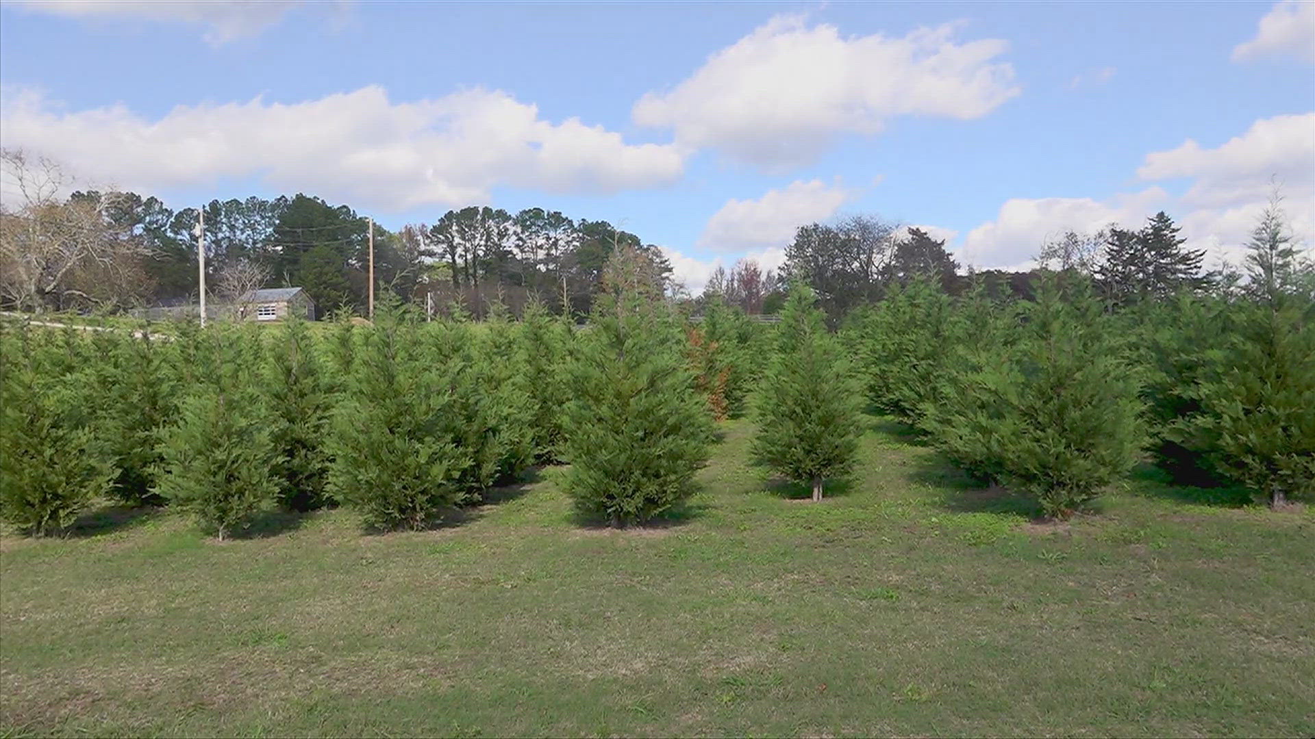 Get your perfect Christmas tree - and so much more!