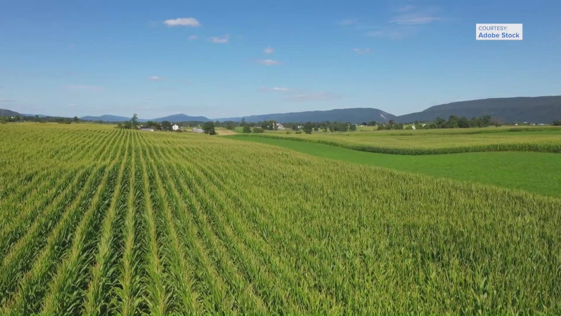 VERIFY: It’s not just the heat, corn really does sweat | rocketcitynow.com