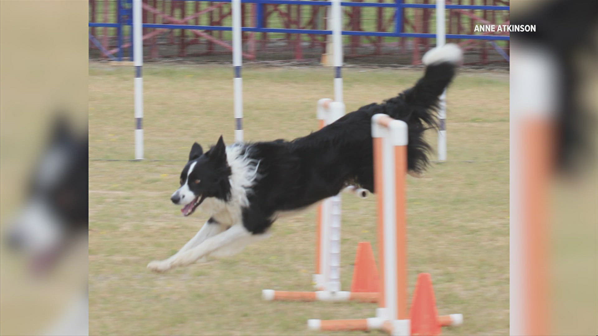 The annual Limestone County event celebrates the bond between pet and owner, teaching others about companionship.