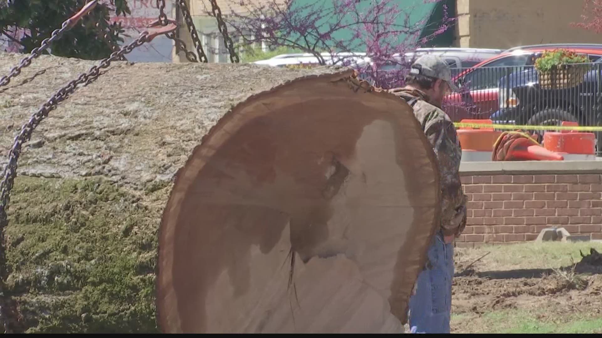 Crews worked for two days to clear two large willow oak trees that were knocked down at the Marshall County Courthouse.