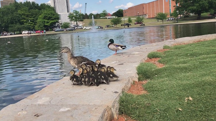 Cute; Big Spring Park's mama duck and babies