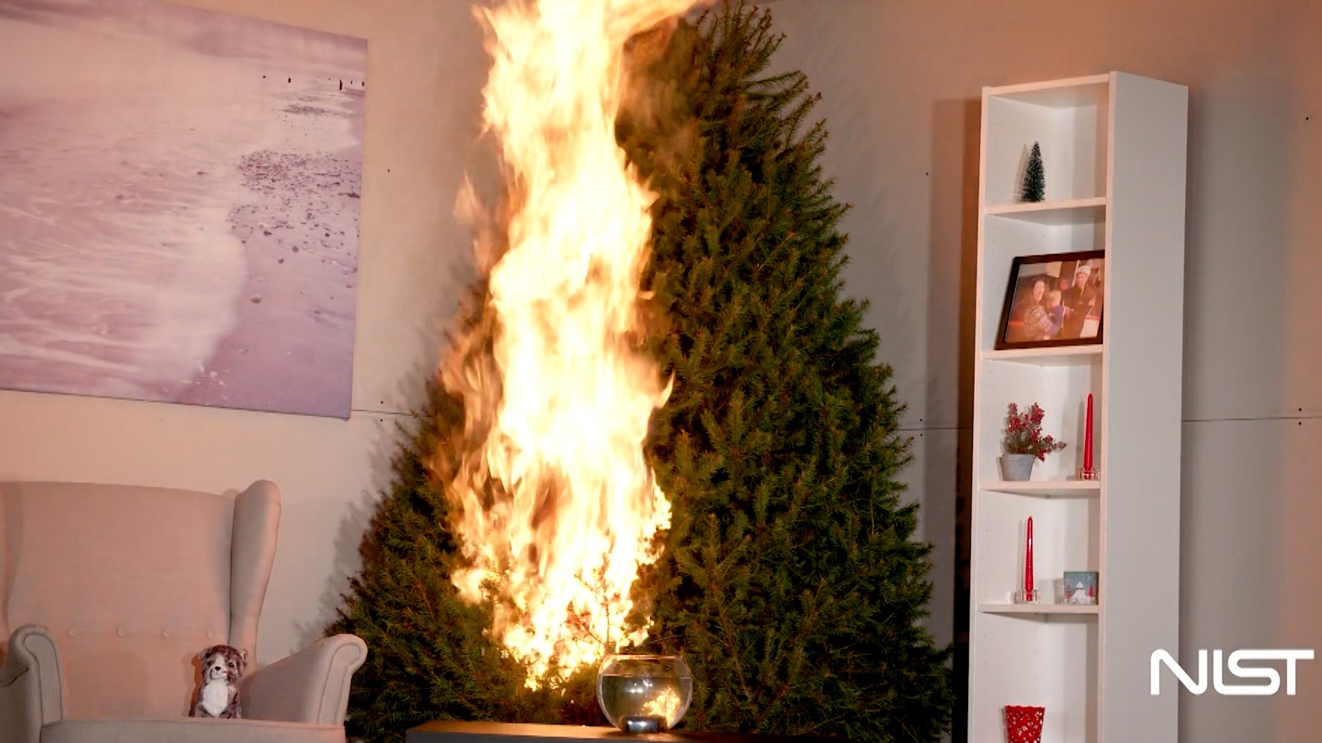 There is a way to dispose of your Christmas tree safely this year