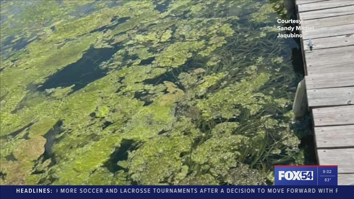 No, not all lakes with algae has toxins. | rocketcitynow.com - Vimarsana News