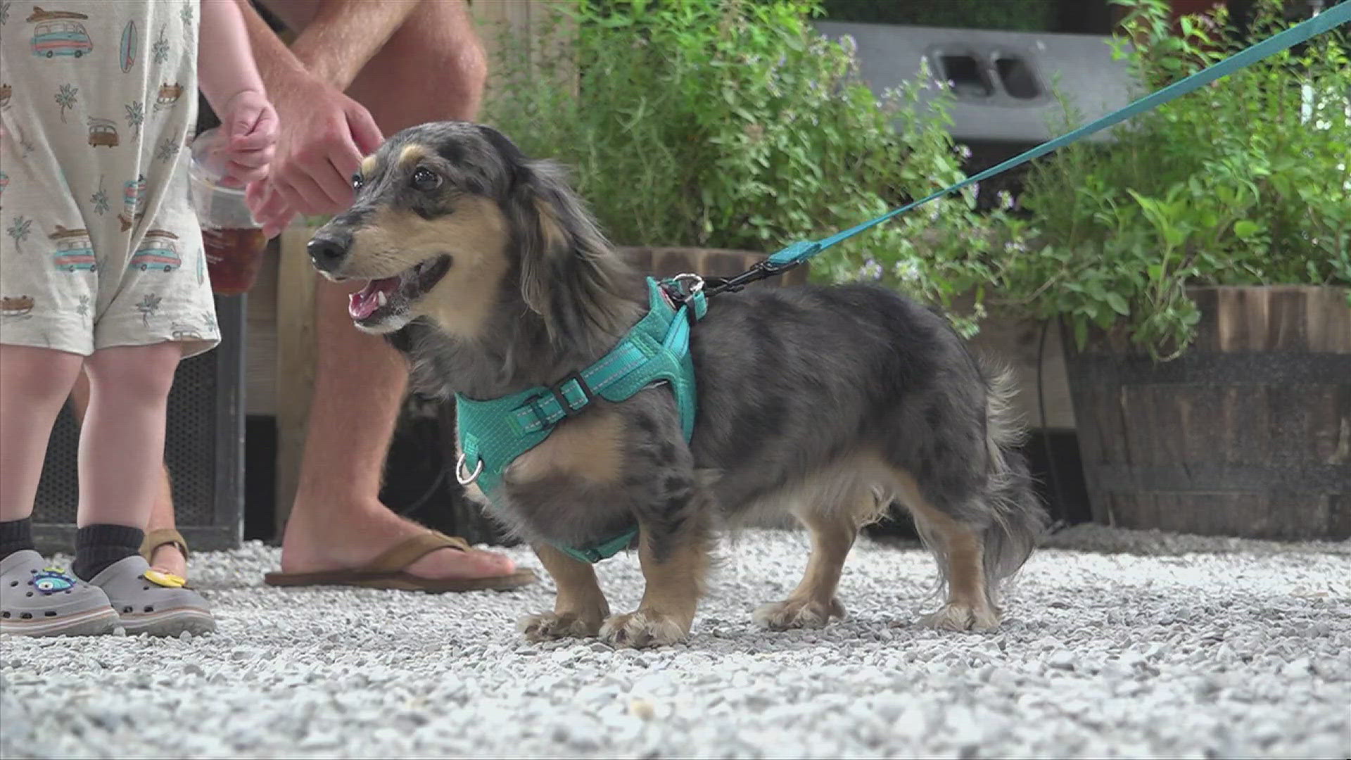 Organizers with Helping Animals Without Shelter tries to keep pet owners from situations where they have to relinquish their animals.