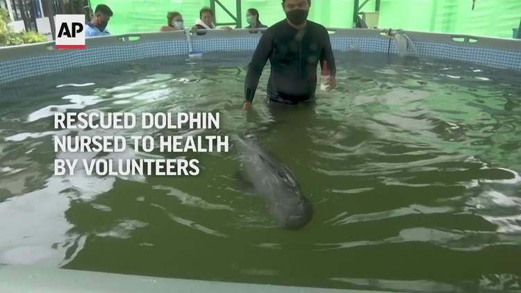 Sick dolphin calf improves with tube-fed milk