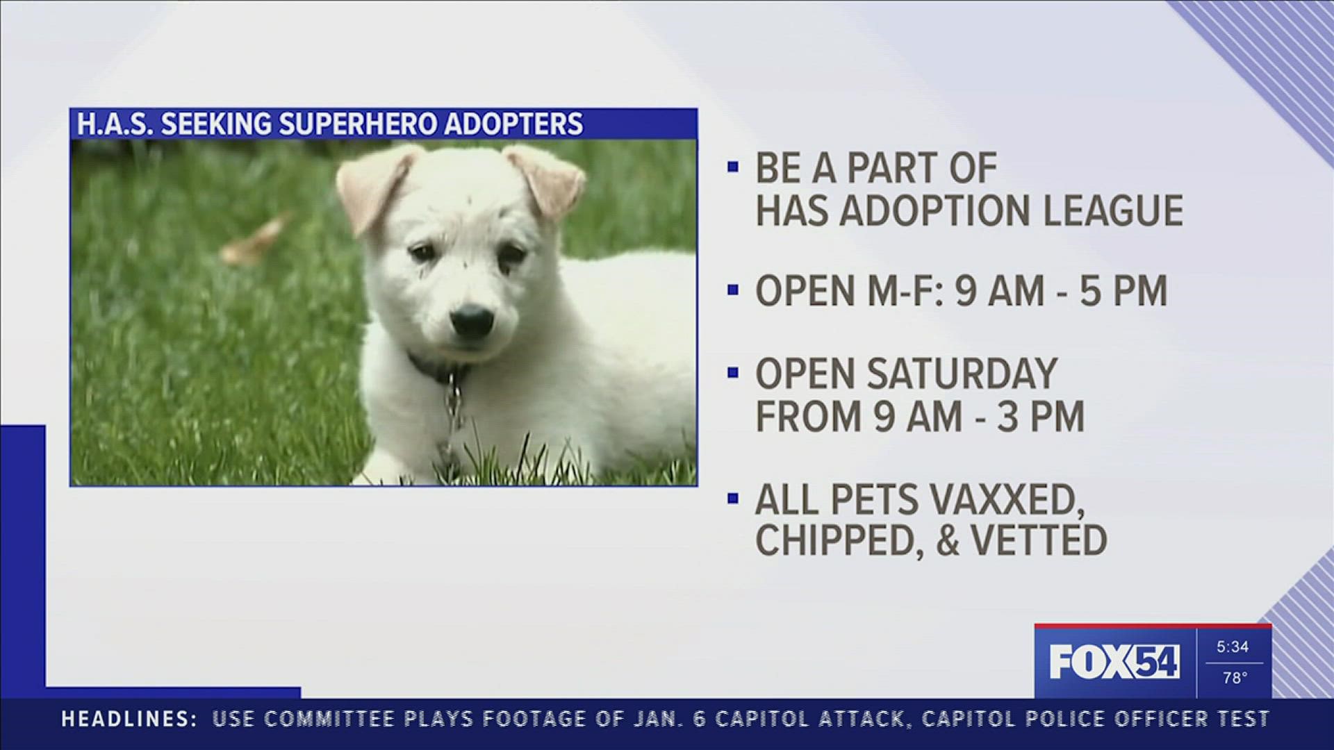 Be a 'super hero' and adopt a new furry sidekick from Huntsville Animal Services.