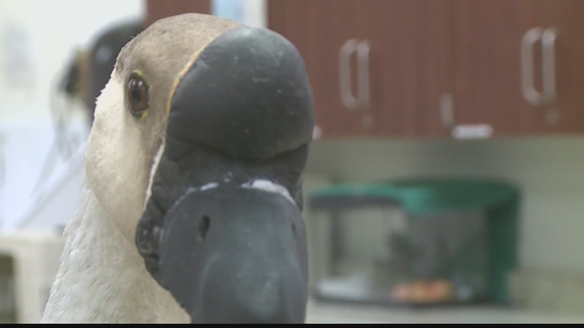 A goose gets a fresh start, thanks to volunteers with a 3D printer.