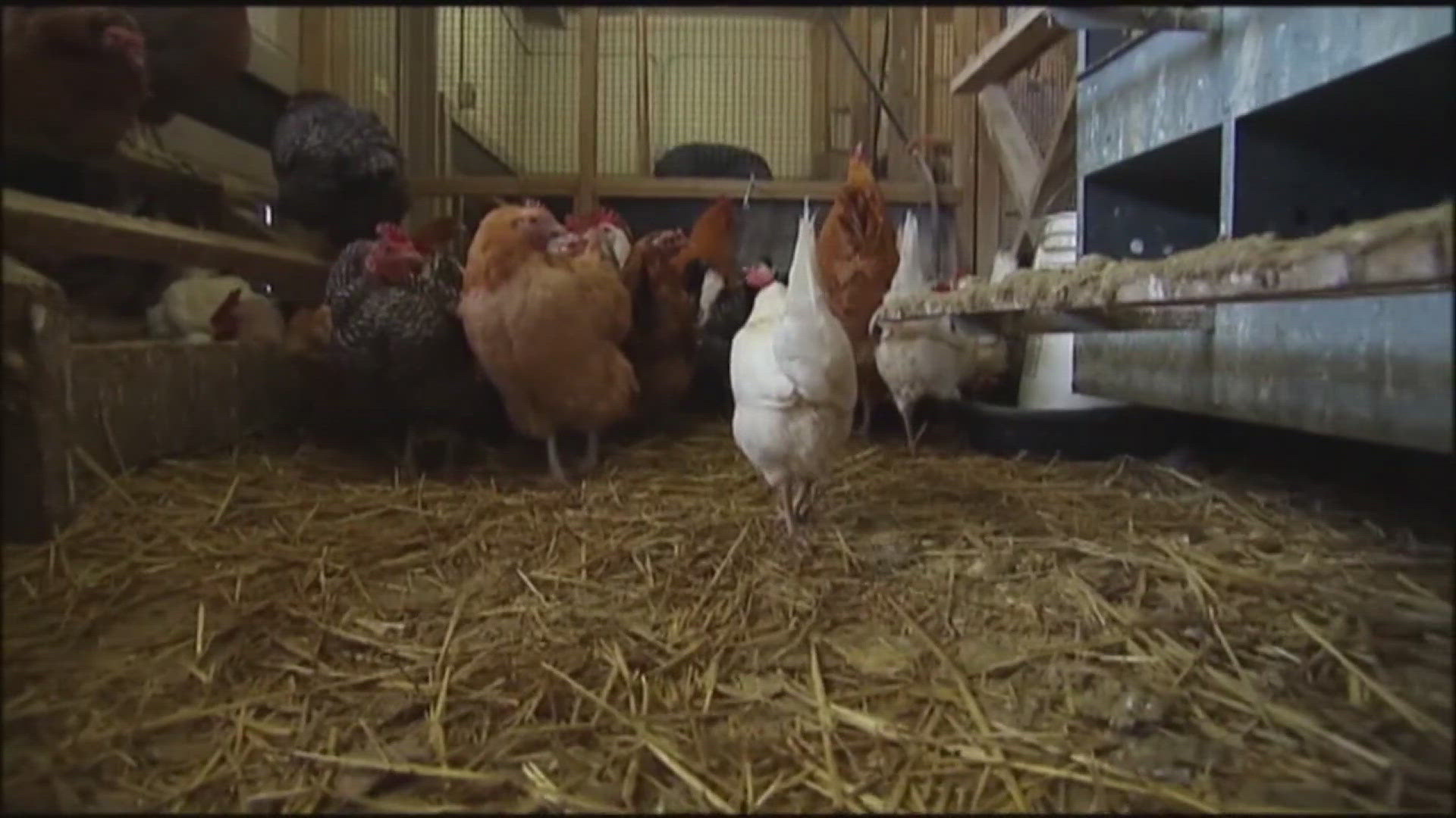 The first case of severe bird flu in a human was recently found in Louisiana. It's believed to have come from a backyard flock.