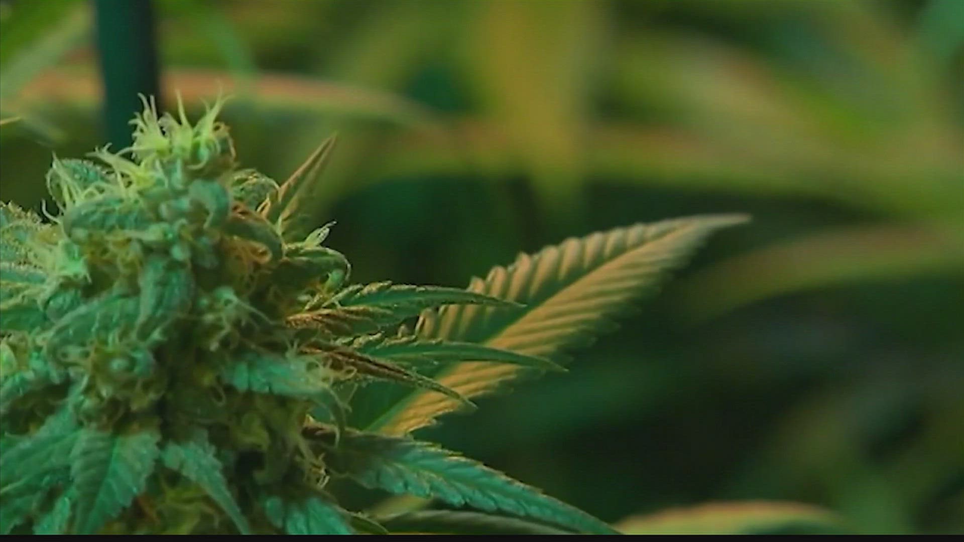 What's the status of medical marijuana in Alabama? We spoke to a woman who's been following the action.