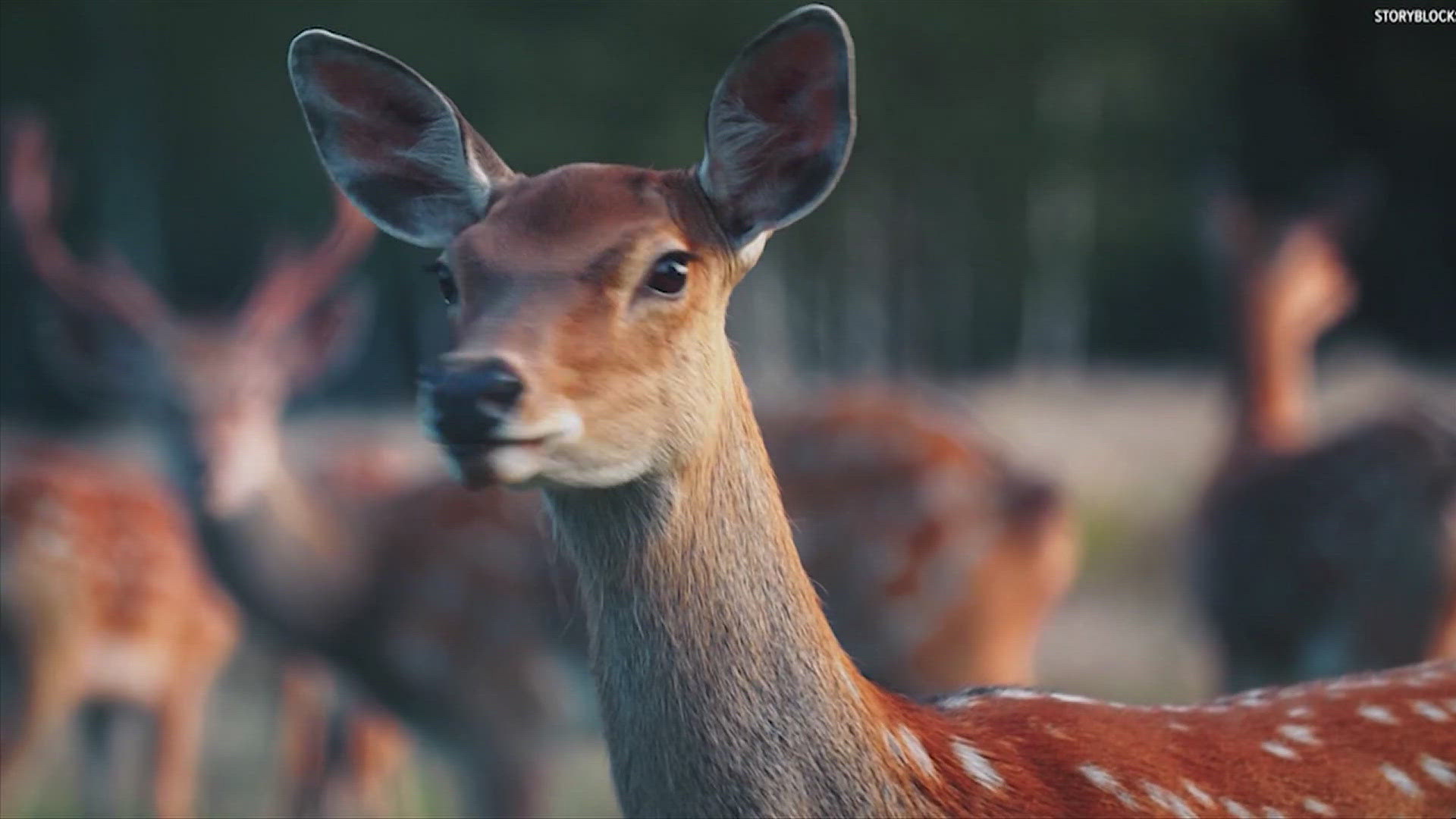 Deer harvested by hunters will need to be submitted for mandatory testing as cases of the serious illness enter the area.