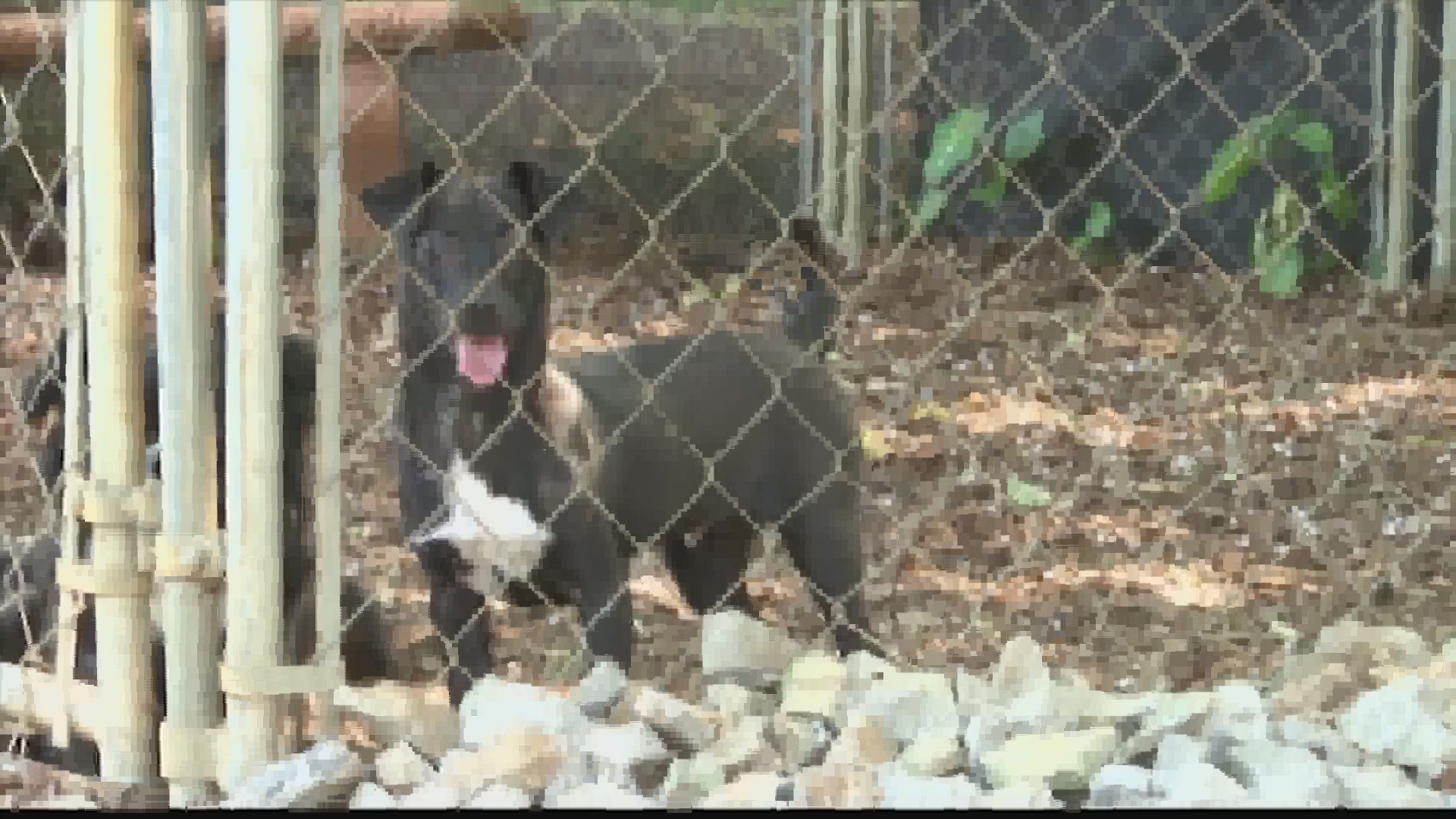 The Greater Huntsville Humane Society is partnering with Michelson Found Animals to hold a Chip-A-Thon throughout the month of July.