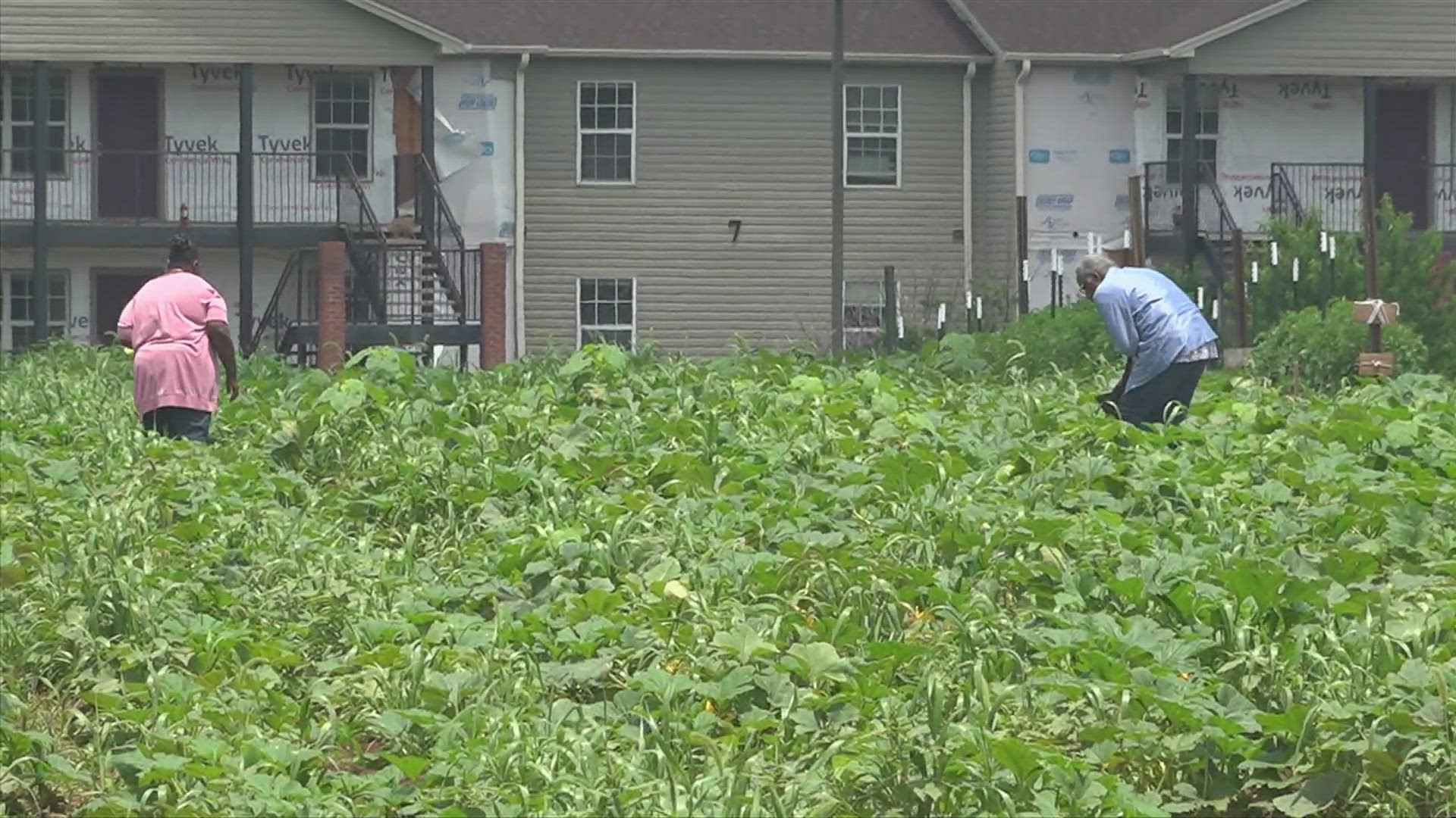 The joint effort aims to help curb food insecurity and give A&M students a research site.