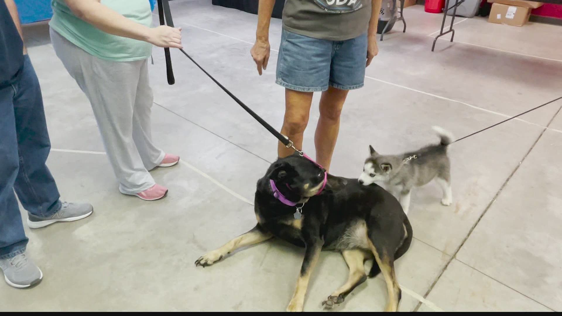 Greater Huntsville Humane Society (GHHS) is helping you keep track of your pets with a microchip-a-thon sponsored by Michelson Found Animals at Community Day on July