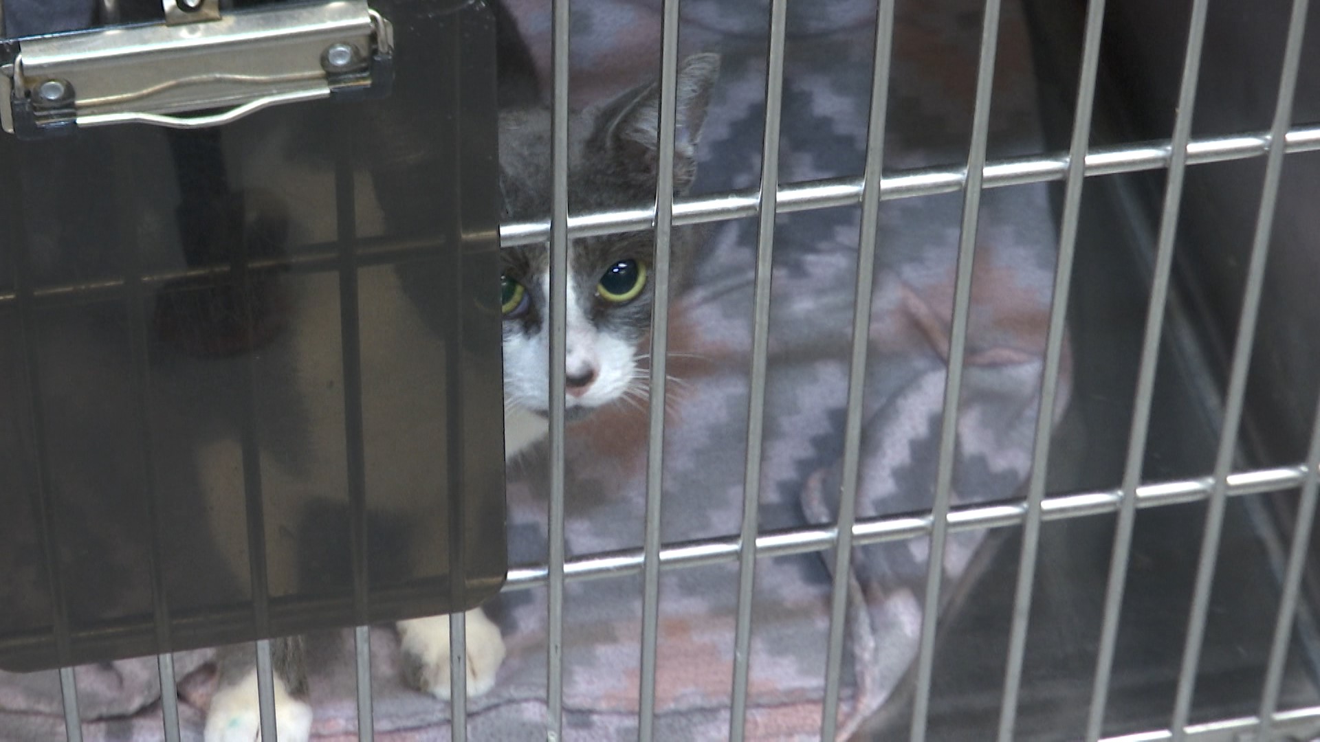 Over 30 cats rescued from one home, now they all need homes |  