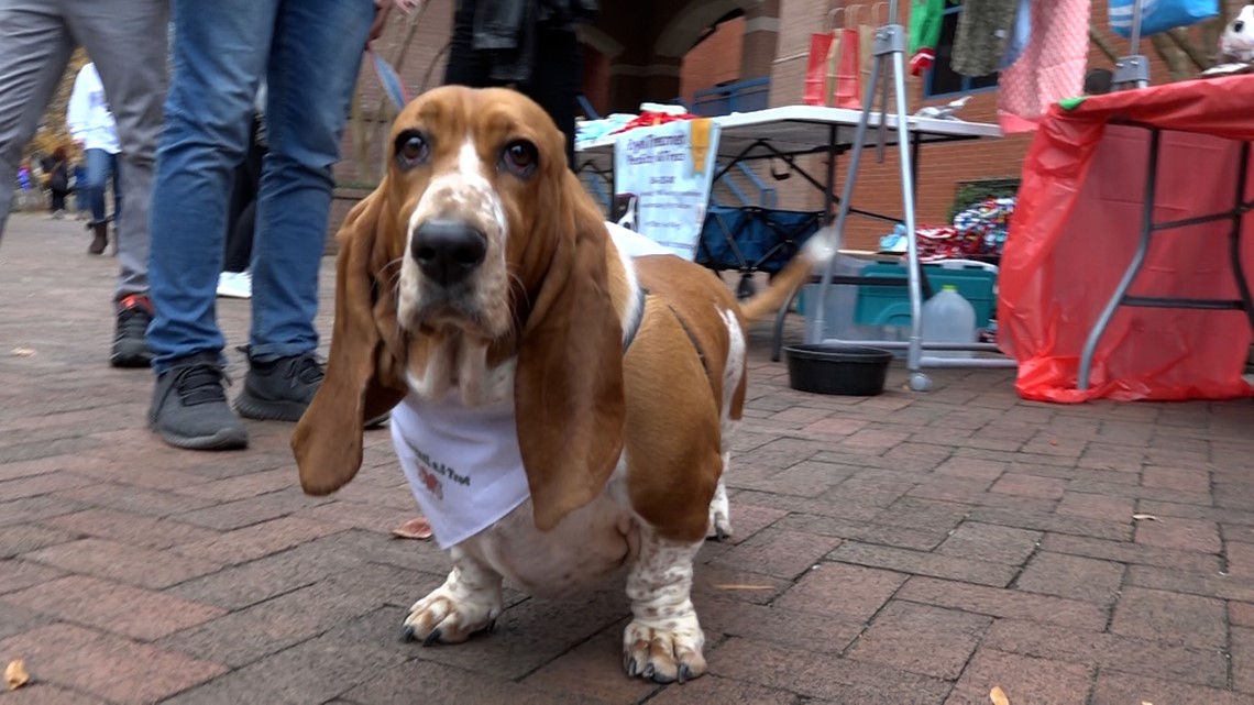 Basset Hound Rescue of Alabama hosts 2nd Annual Tinsel Trot