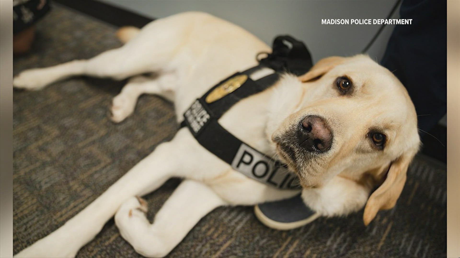 The labrador retreiver is as cute as he is skilled in fighting crime.