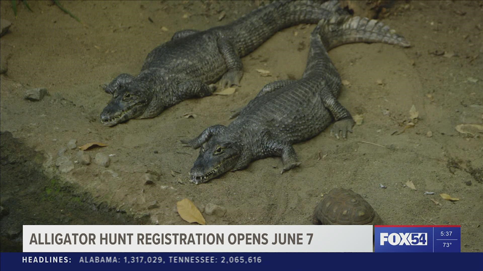 The Alabama Department of Conservation and Natural Resources will open online registration for the state’s regulated alligator hunts on June 7, 2022, at 8 a.m.