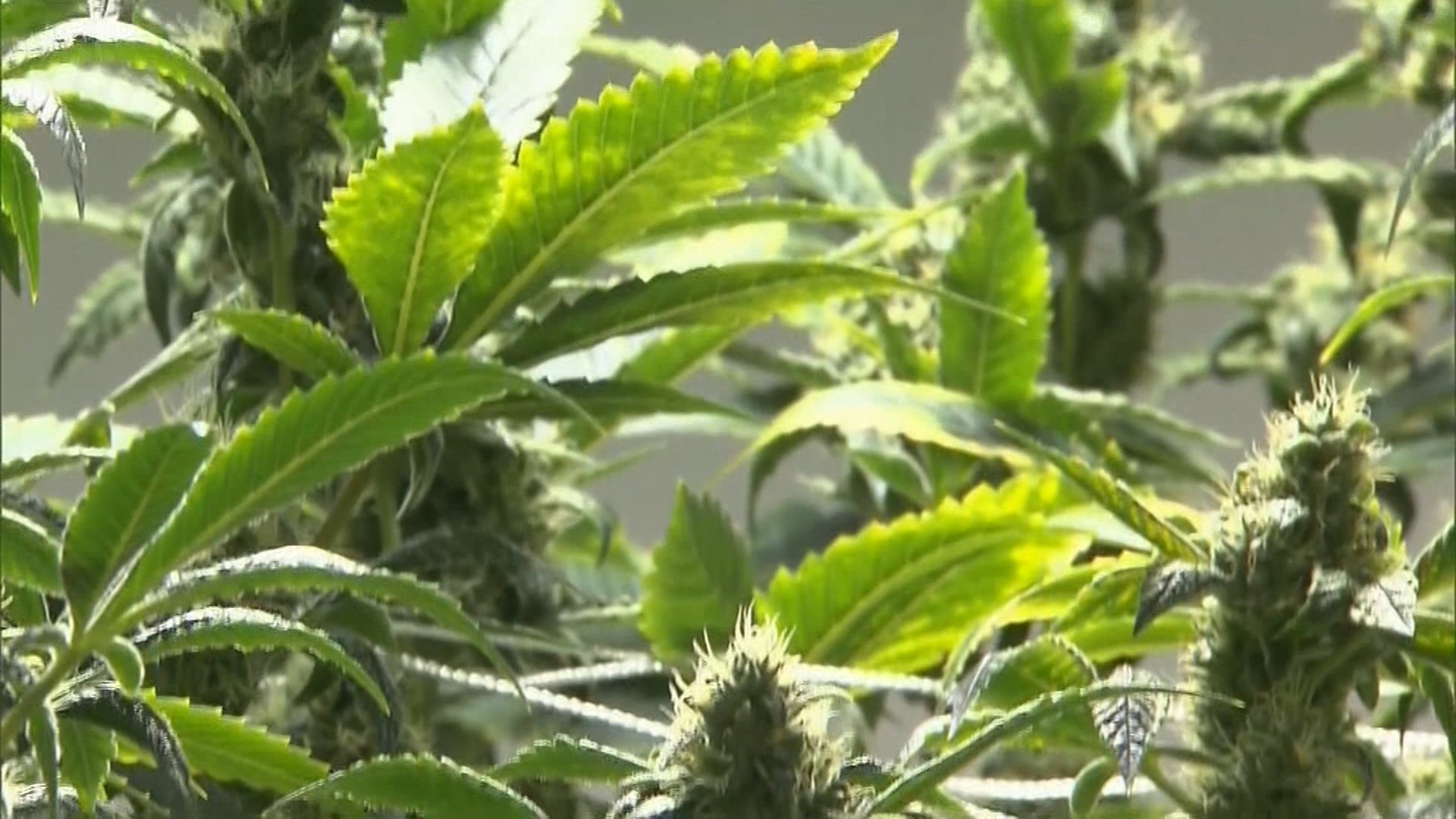 The House passed SB46, the medical marijuana bill, 68 to 34. The Senate voted to concur.