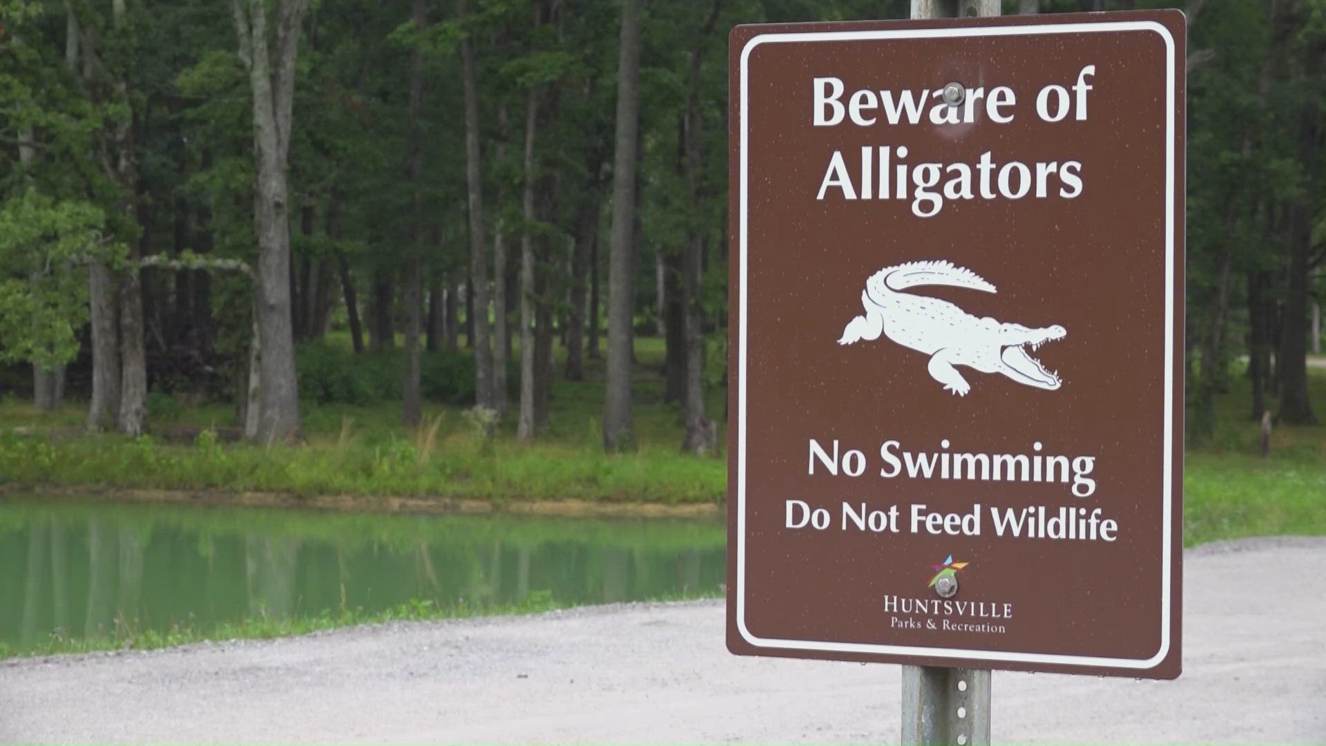 Officials are asking anyone who encounters the gators to leave them alone.