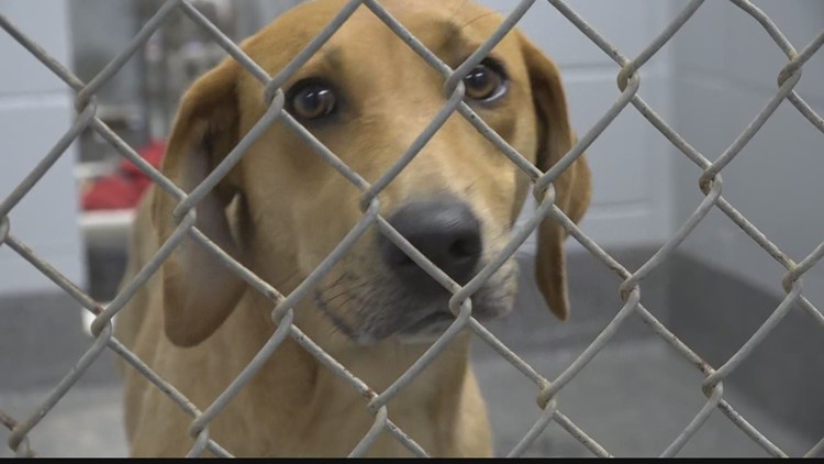 Huntsville Animal Services asks public to ‘spring’ pooches from kennels
