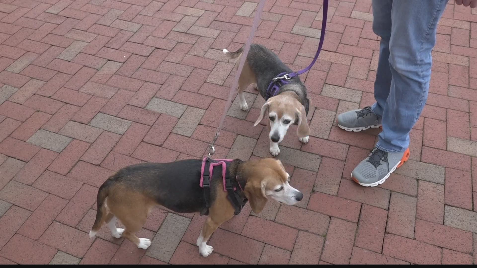 This daily event at the Huntsville Botanical Garden allows people and their pups to not only get some exercise, but to connect with nature.