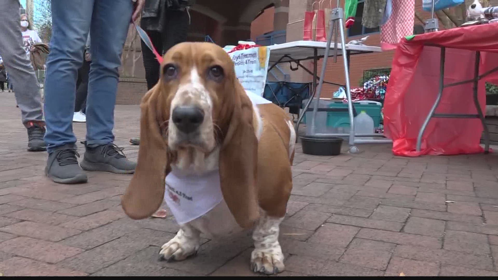 An abundance of Basset Hounds showed up at Big Spring Park to strut their stuff. Oh, and their owners happened to be there too.