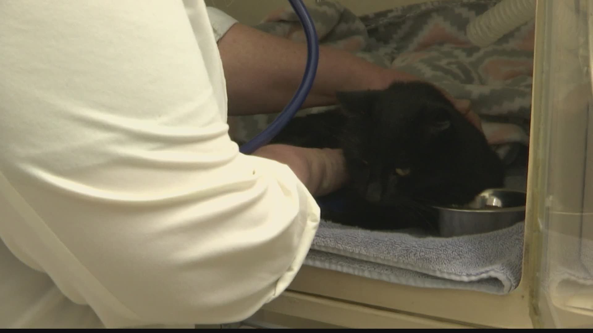 A local emergency animal doctor shares about common emergency situations involving pets and what to do to help